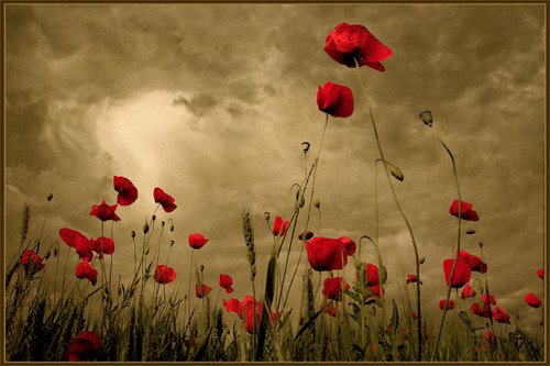 is,beautiful,beautiful,dark,flowers,photography,red-005d16c254af674c3699209592e8f335_h.jpg, 54 KB