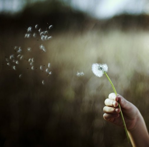 wish,make,a,wish,my,dear,flower,fly,away,hand,nature-bce10aaac58e4b25c016eb97e2227f98_h.jpg, 29 KB